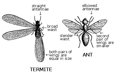 Ant VS Termite